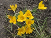 Апрельские крокусы