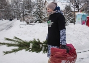 Куда сдавать новогоднюю елку в 2019 году